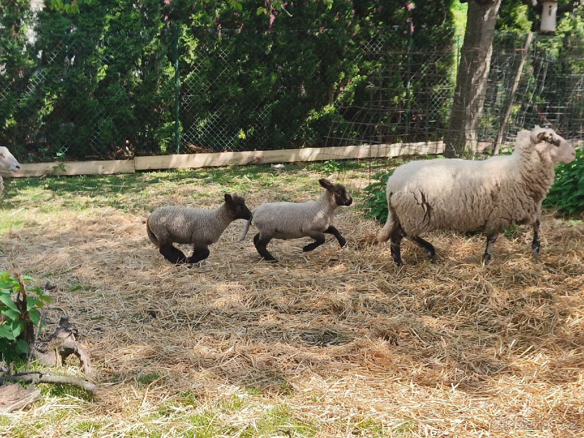 Letošní jehňata beránci Suffolk