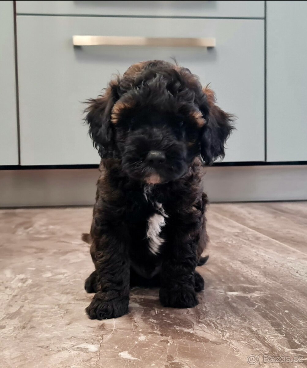 Maltipoo cavapoo Cockapoo