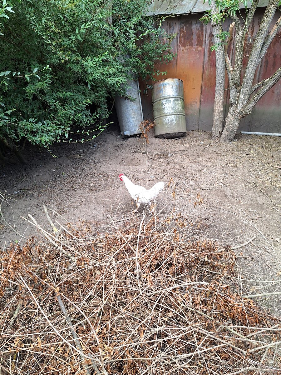 Leghorn -kohout