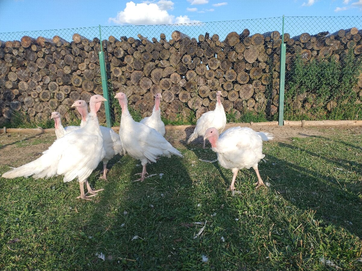 Krocan brojler