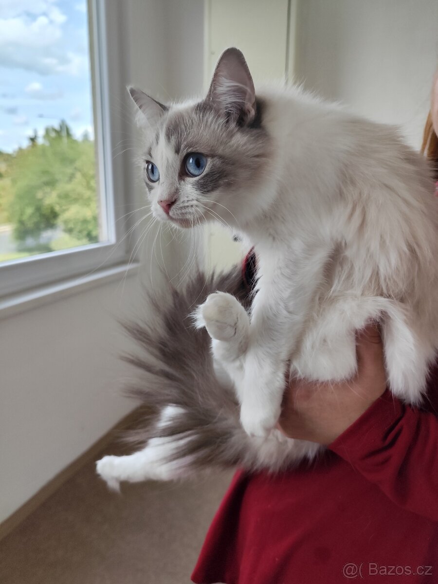 Zdarma Ragdoll kočičko s pp