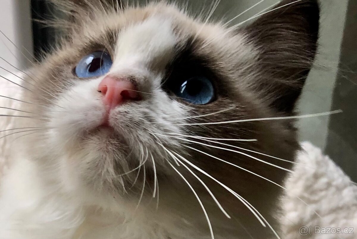 Ragdoll koťátka s PP(FIFE)