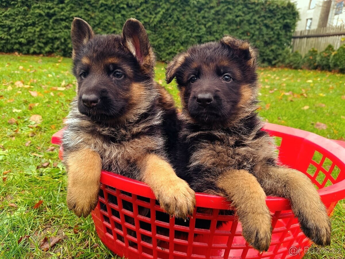 Německý ovčák - štěňátka fenečky s PP (typ Rex)