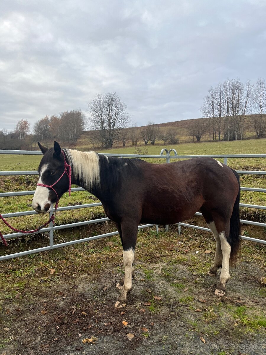 2,5 letá APH klisna