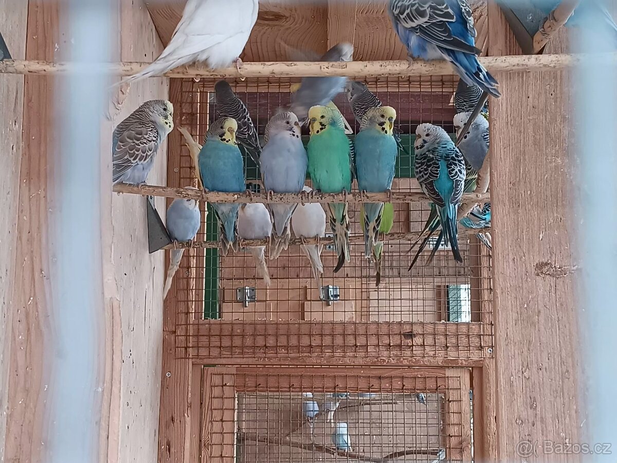 Letošní andulky - okroužkované