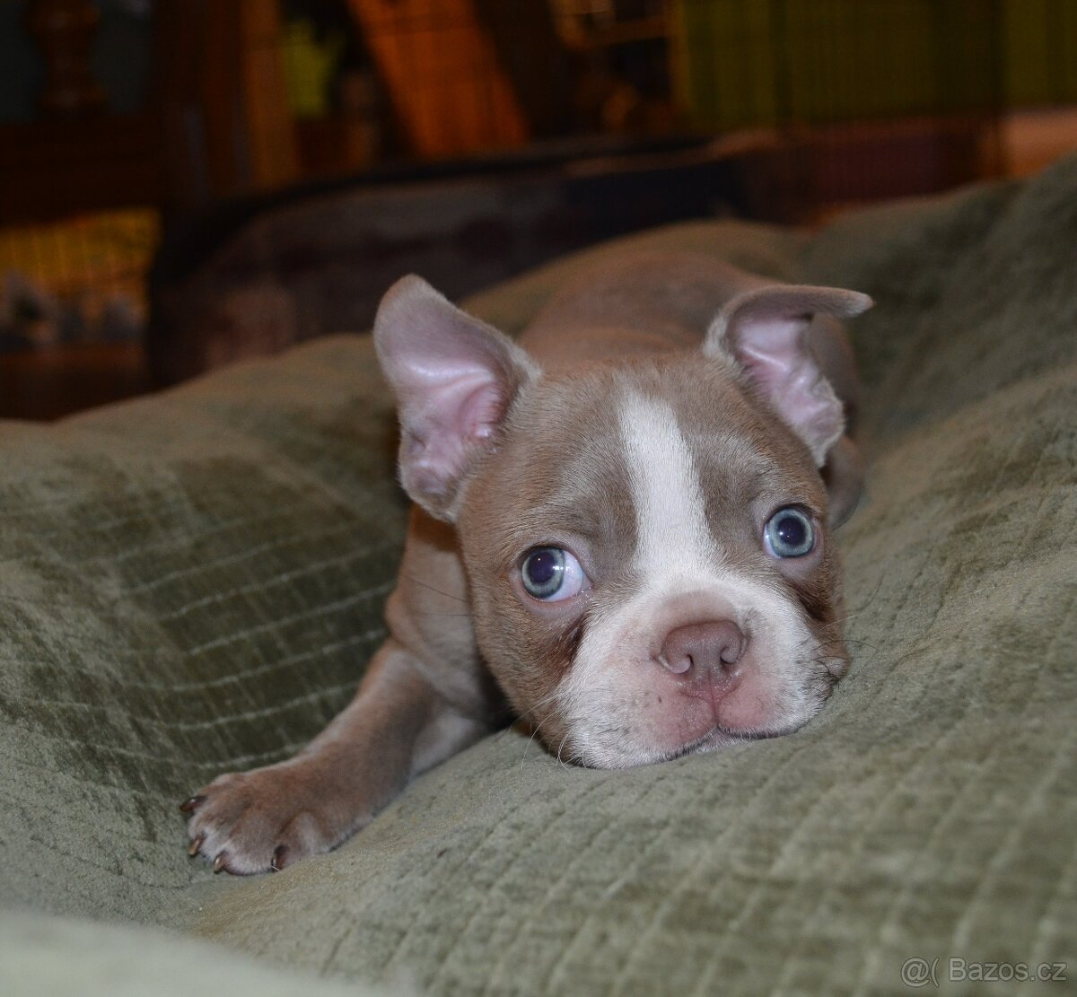 Bostonský teriér s PP Lilac