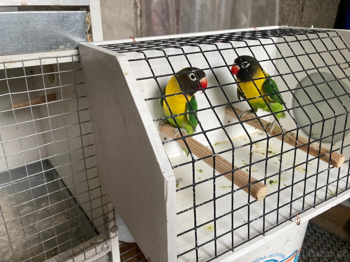 Agapornis škraboškový