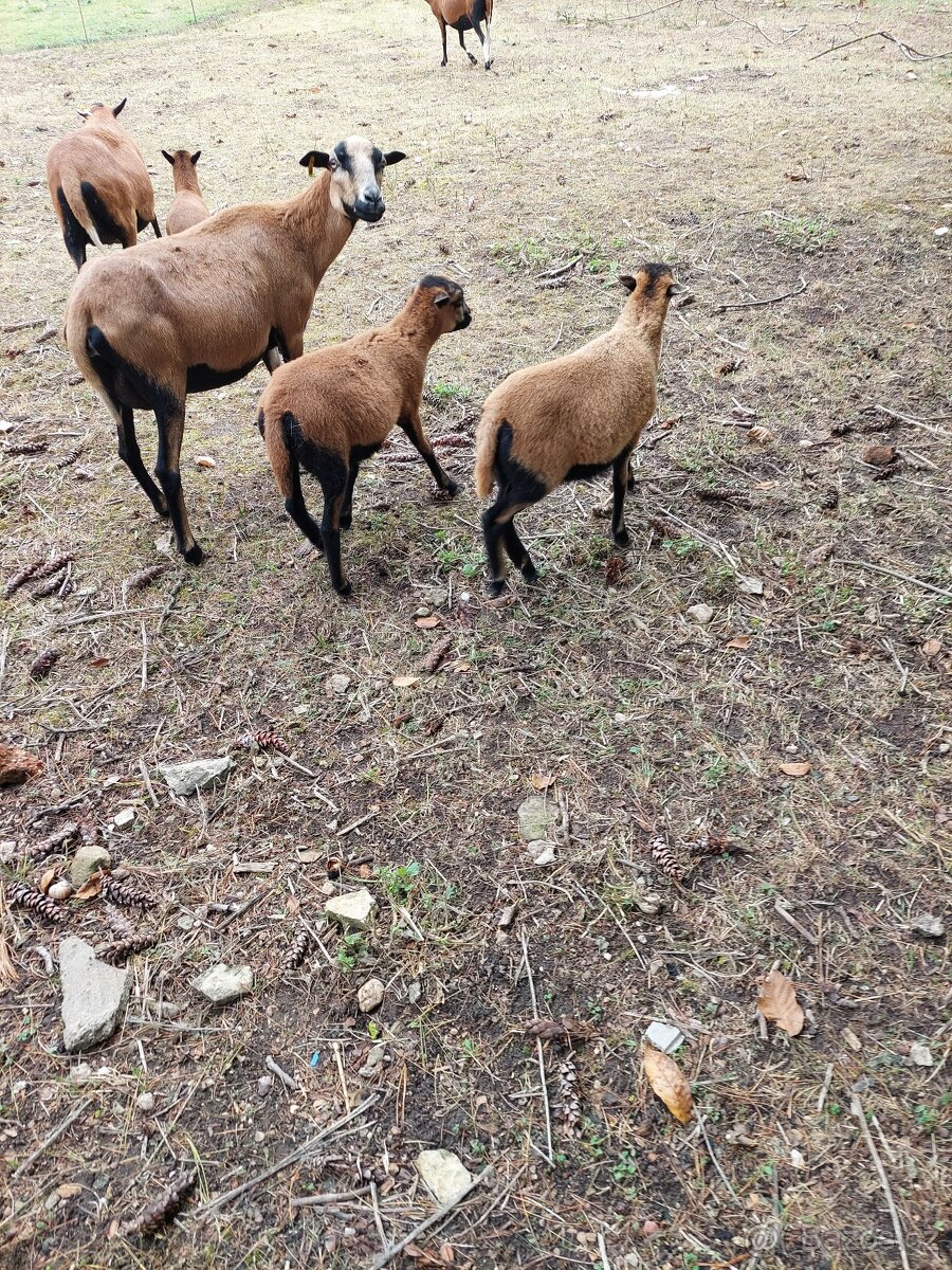 kamerunské ovce