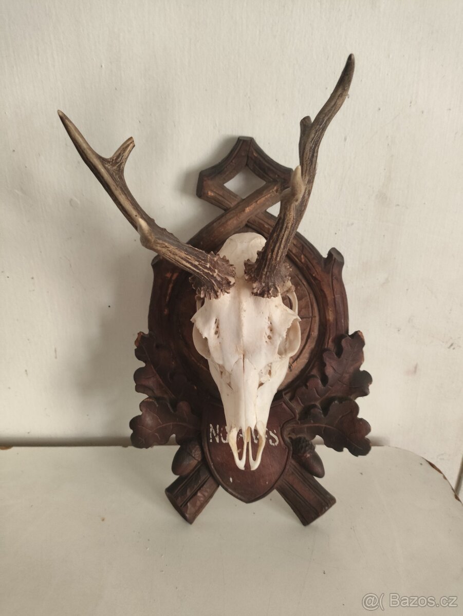 Srnčí trofej