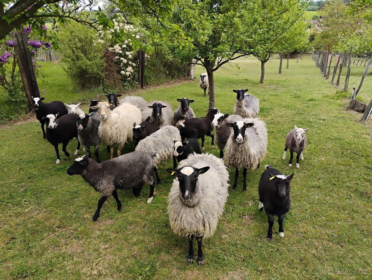 jehňata Romanovské ovce x Zwartbles