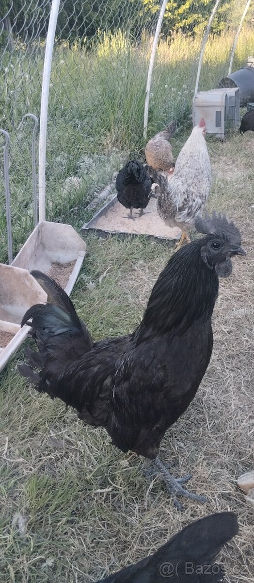 Kohout Ayam Ceman