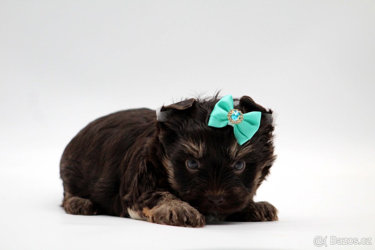 chocolate yorkshire terrier s PP