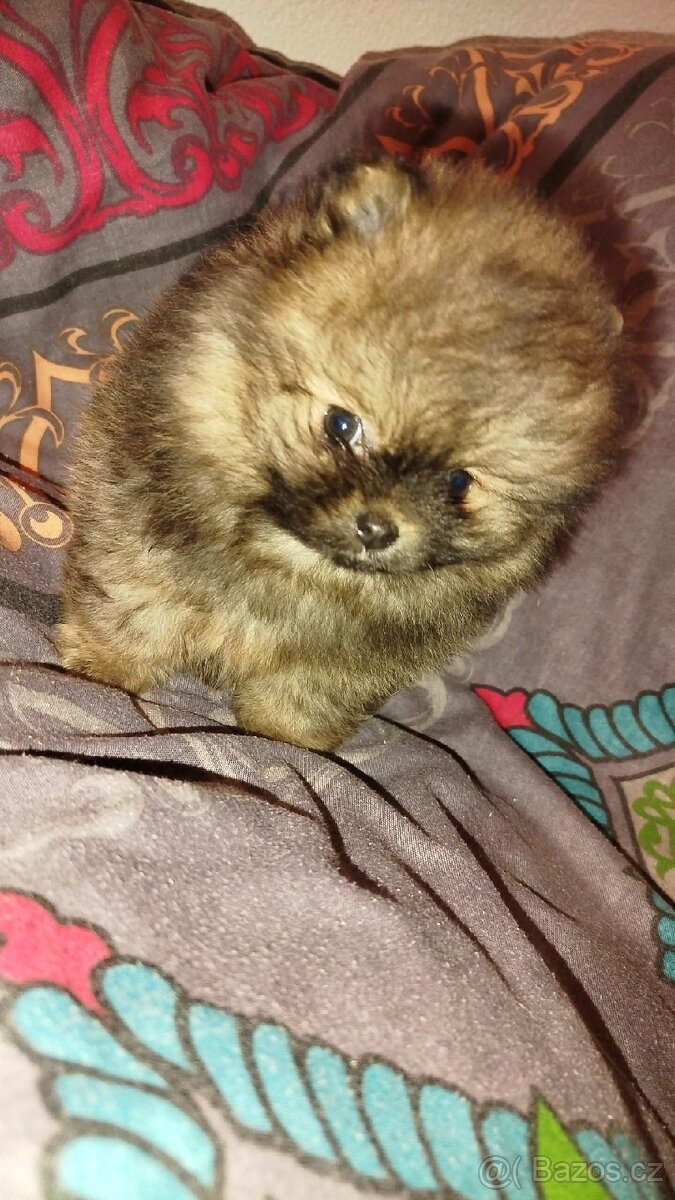 Pomeranian