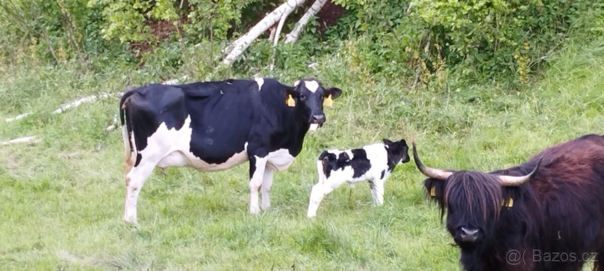 Holštýnka s teletem