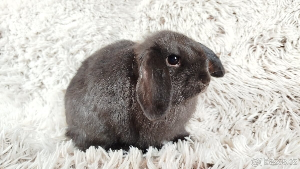 Zakrslý beránek, králíček, králík - CRISTIAN