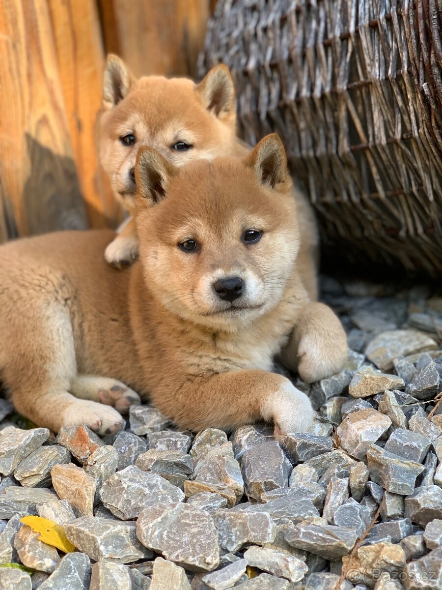 Shiba inu