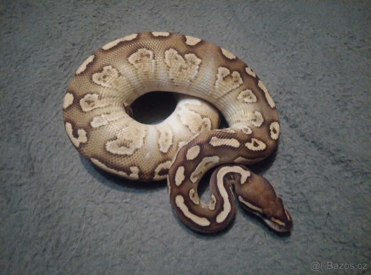 Krajta královská samice