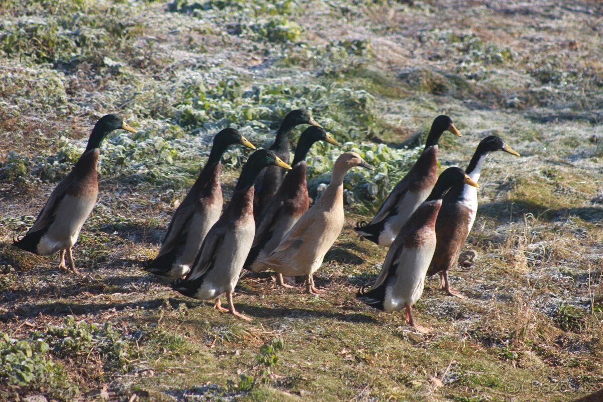 Indický běžec - kačeři