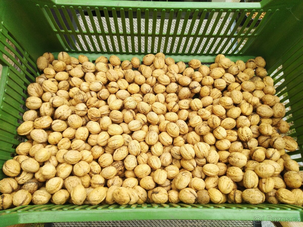 VYPRODÁNO - Vlašské ořechy 2025