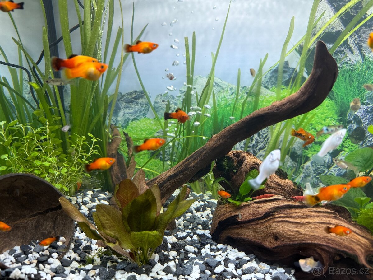 Akvarijní rybičky