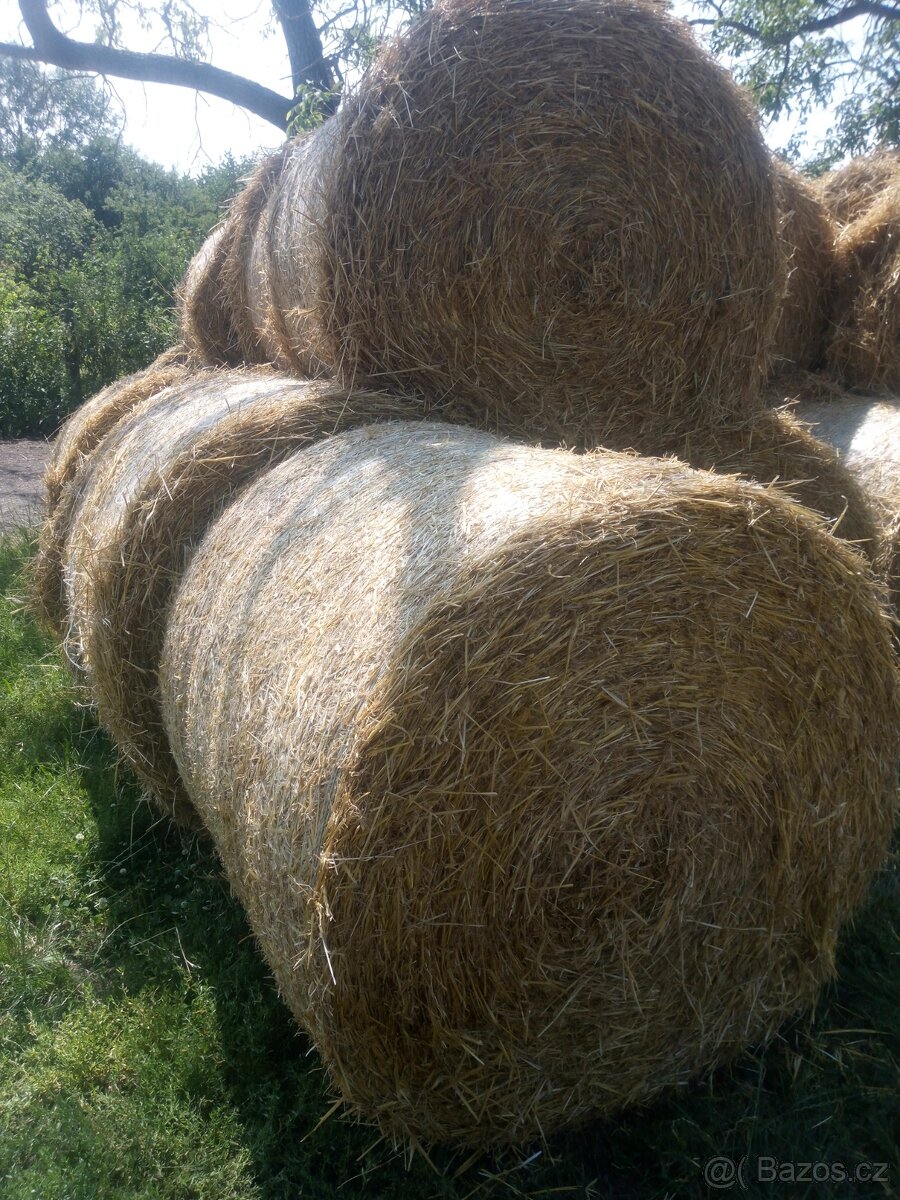 Ječná sláma