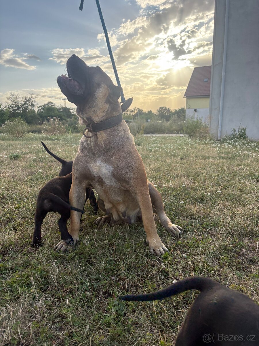 Štěňata cane corso X Presa canaria