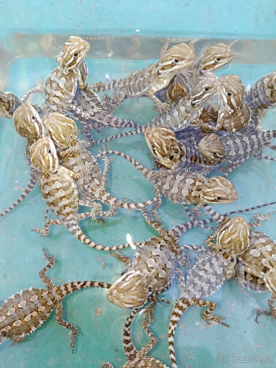 agama trpasličí - Pogona henrylawsonii