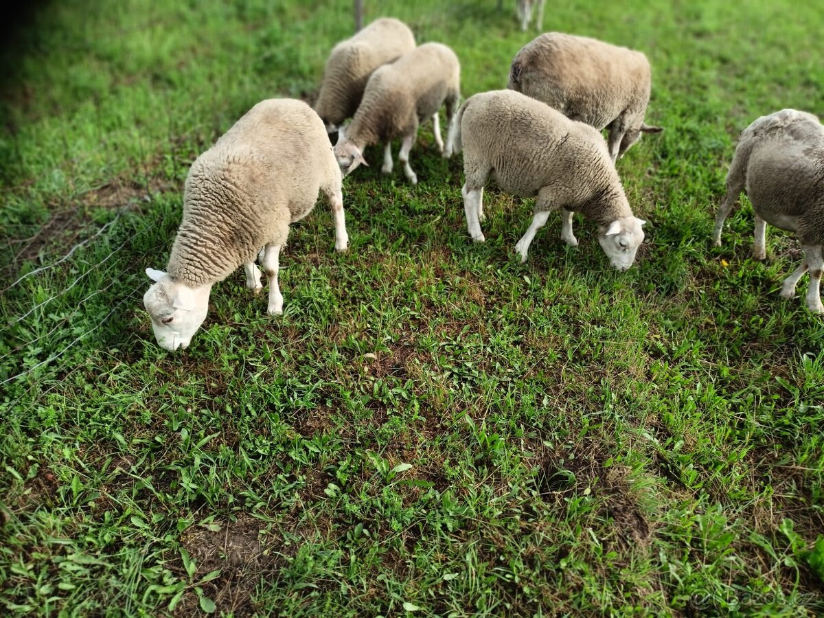 Jehně Texel