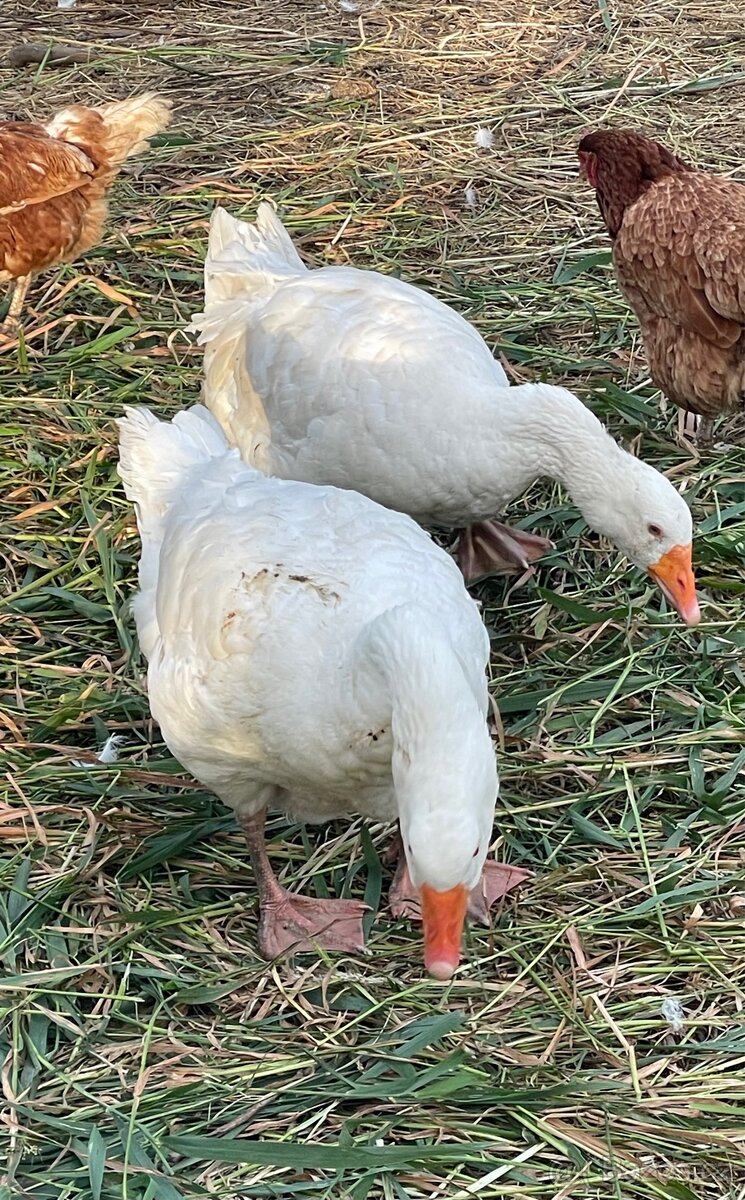Roční a dvouleté husy