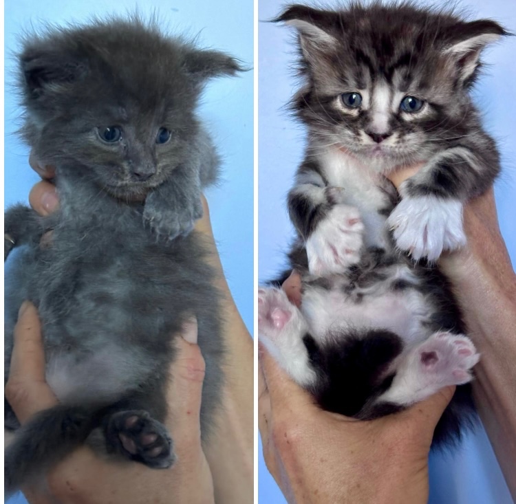 Mainská mývalí kočka- koťata/ Maine coon