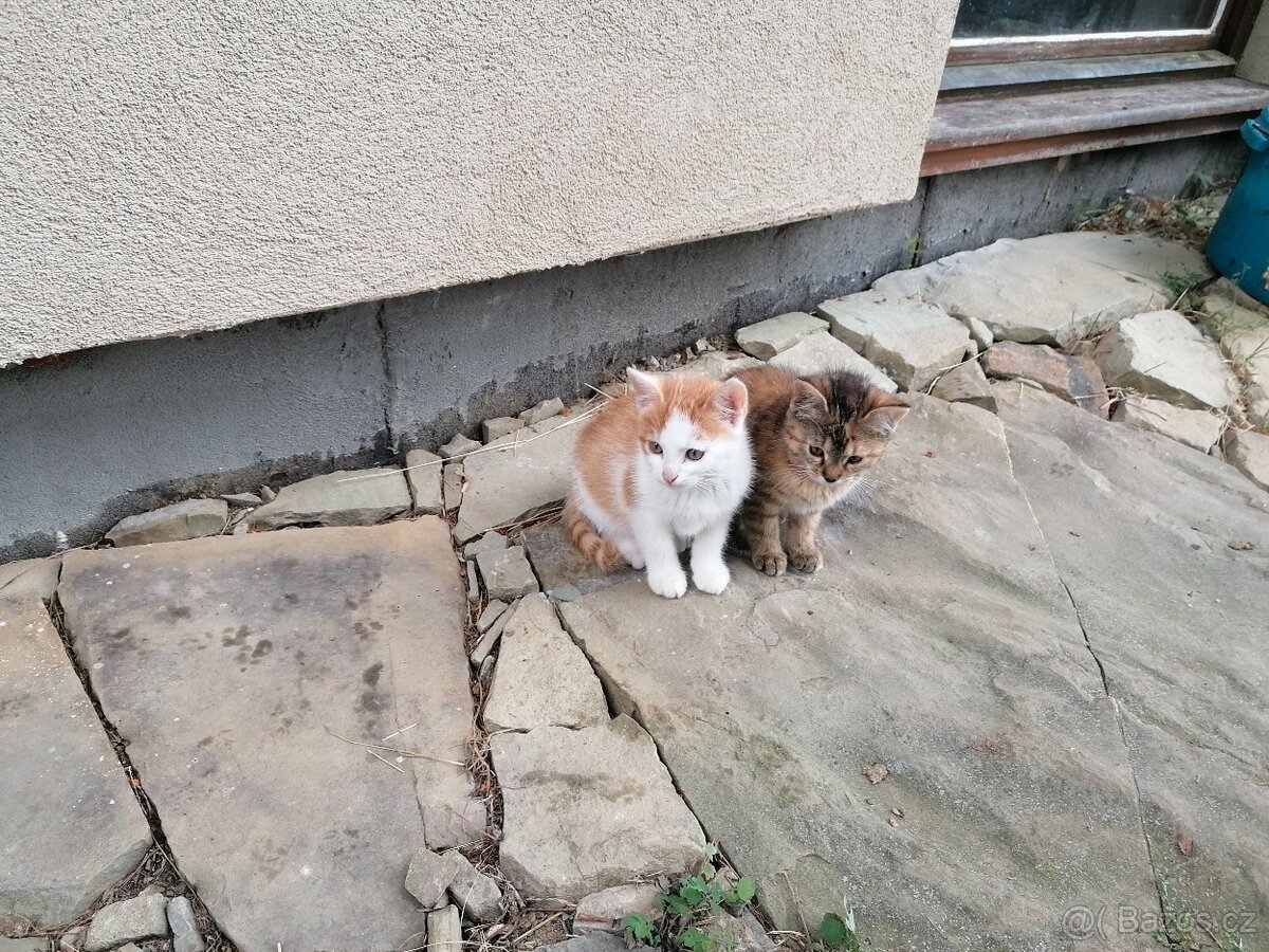Koťata