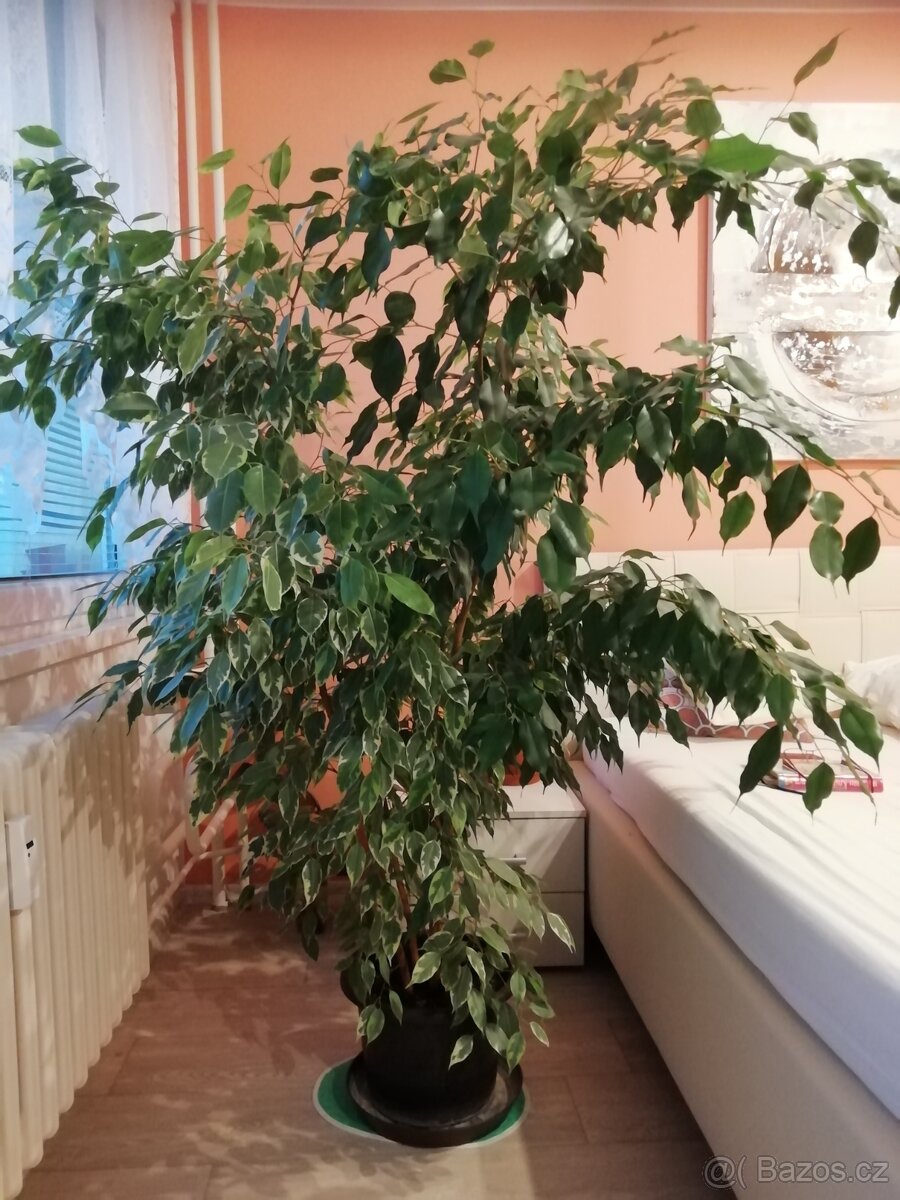 Ficus Benjamin
