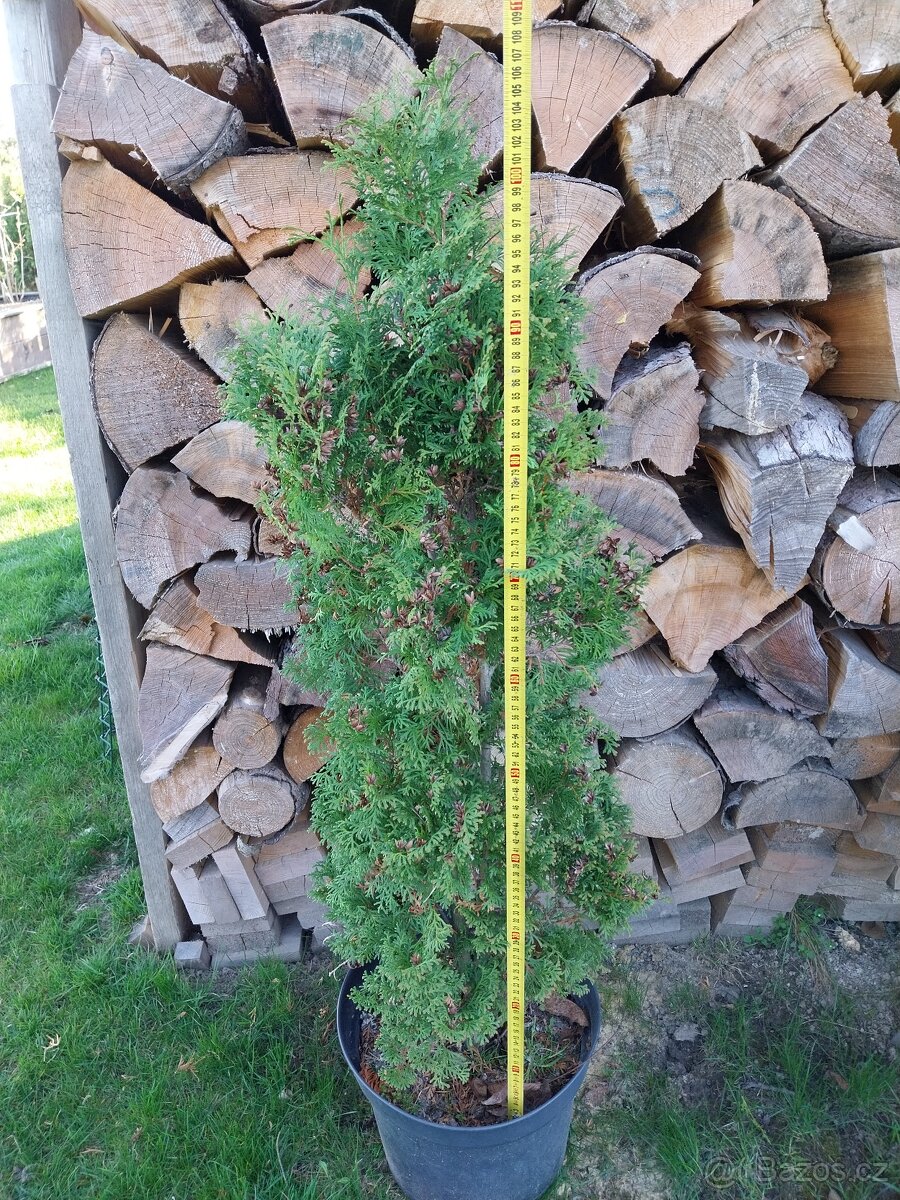 Prodám Thuja occidentalis ´Holmstrup´,zerav, tůje,živý plot