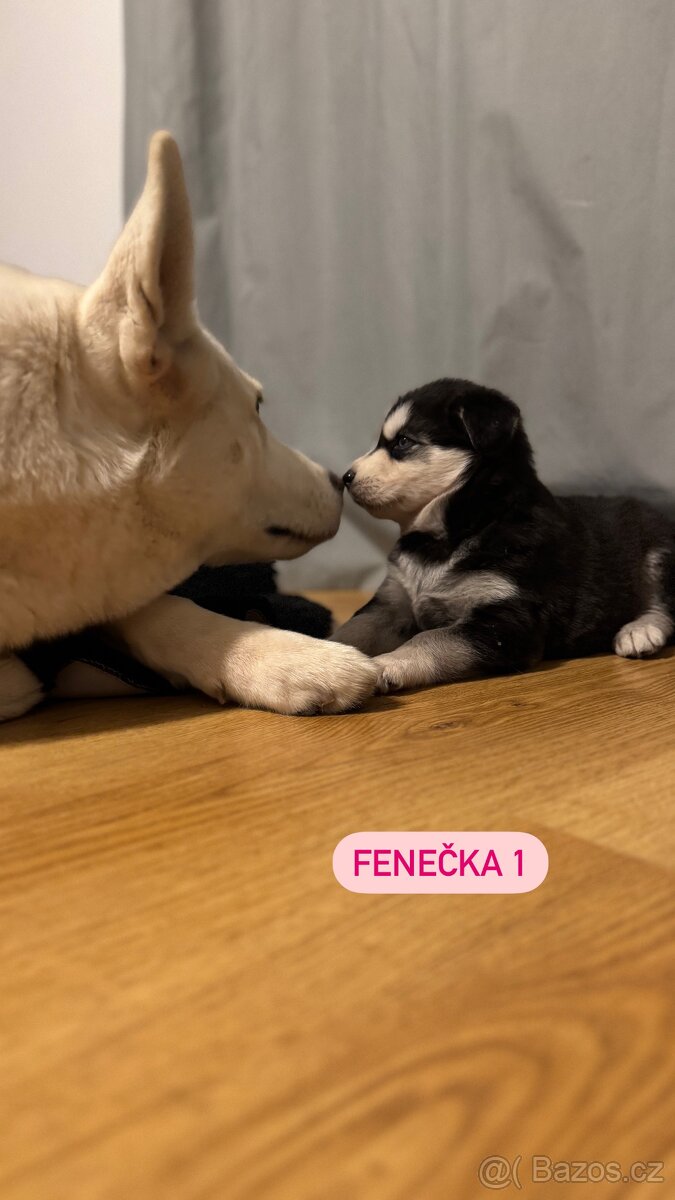 Sibiřský Husky - štěňátka