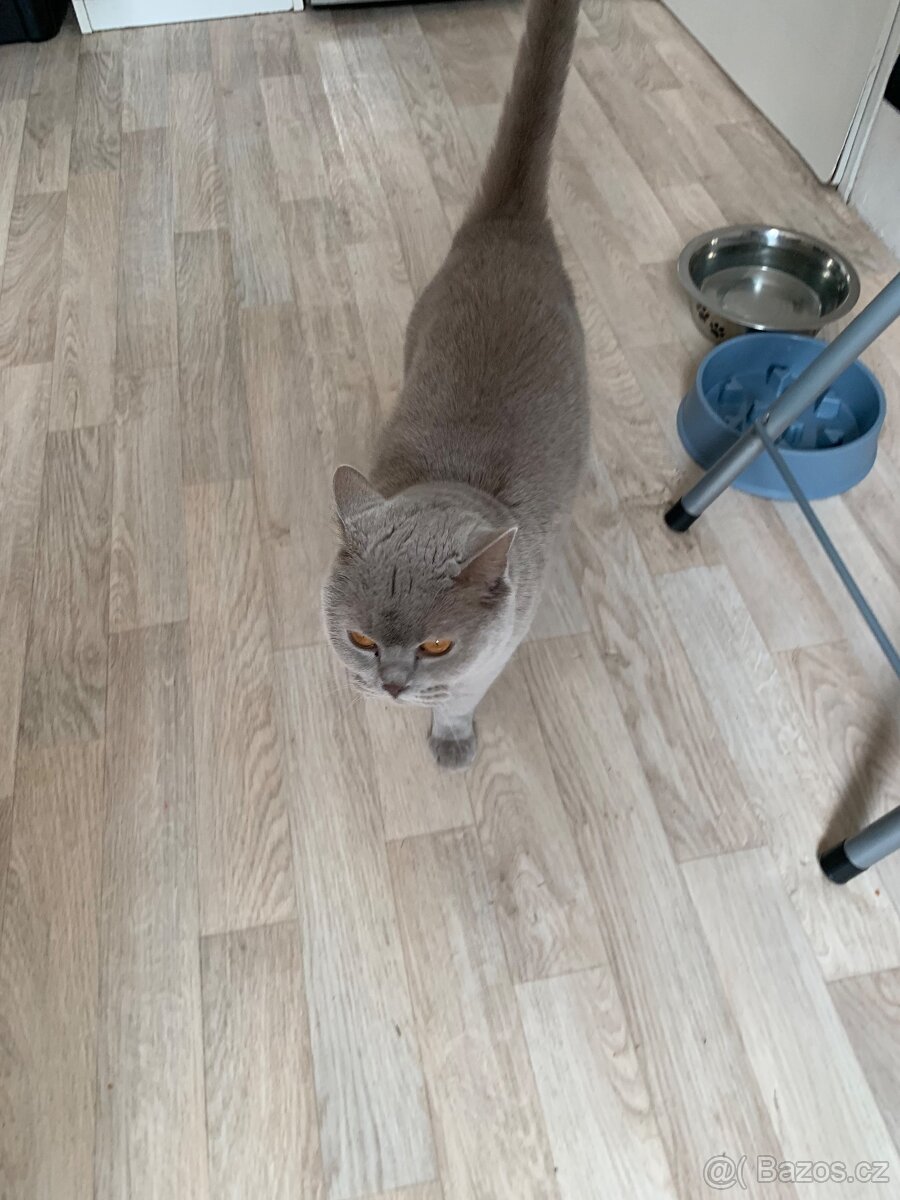 Britská kočka a kocour