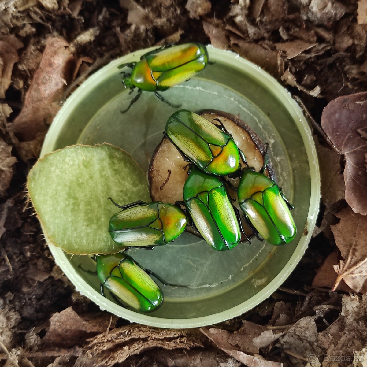 Chlorocala africana subsuturalis