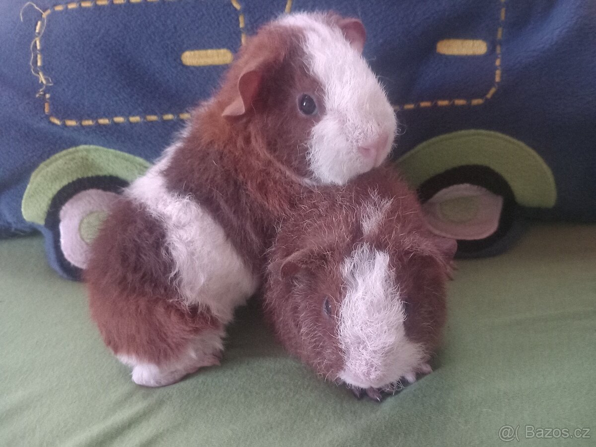 US teddy morče samečci