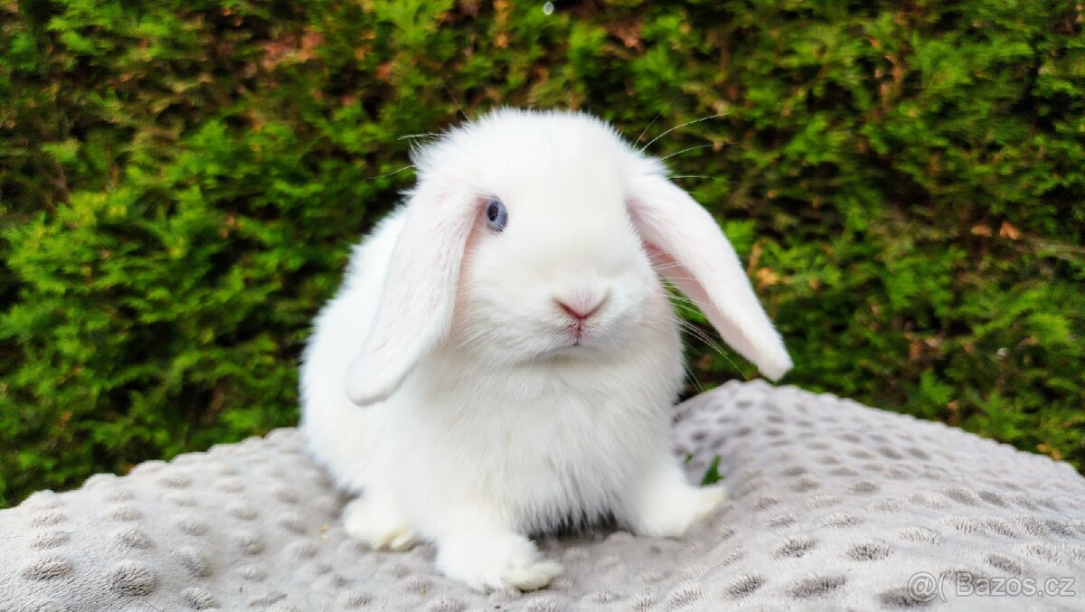 Zakrslý beránek, králíček, králík - TYMIÁN