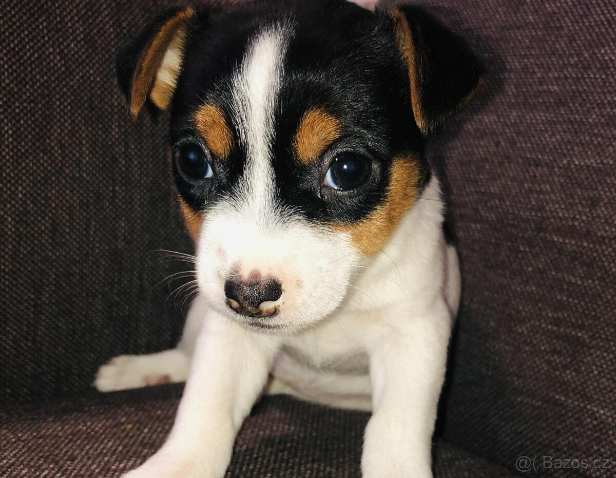 Jack russel teriér tricolor