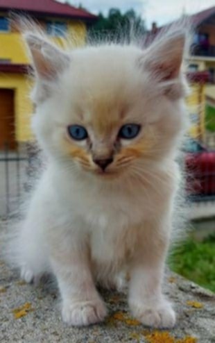 Mačiatka ragdoll