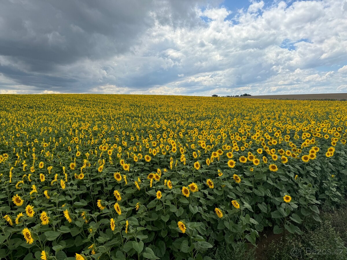 Slunečnice černá