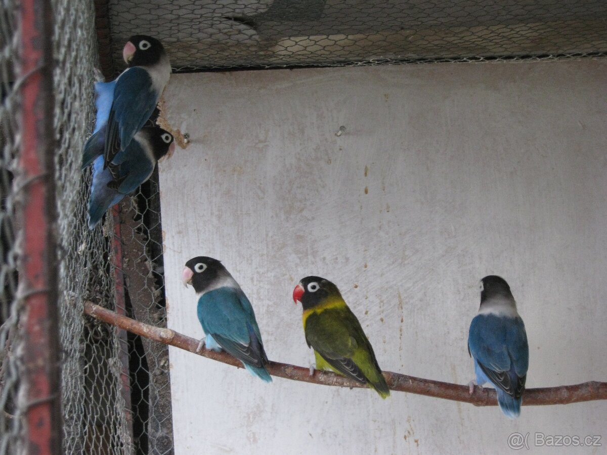 Prodám agapornis personata