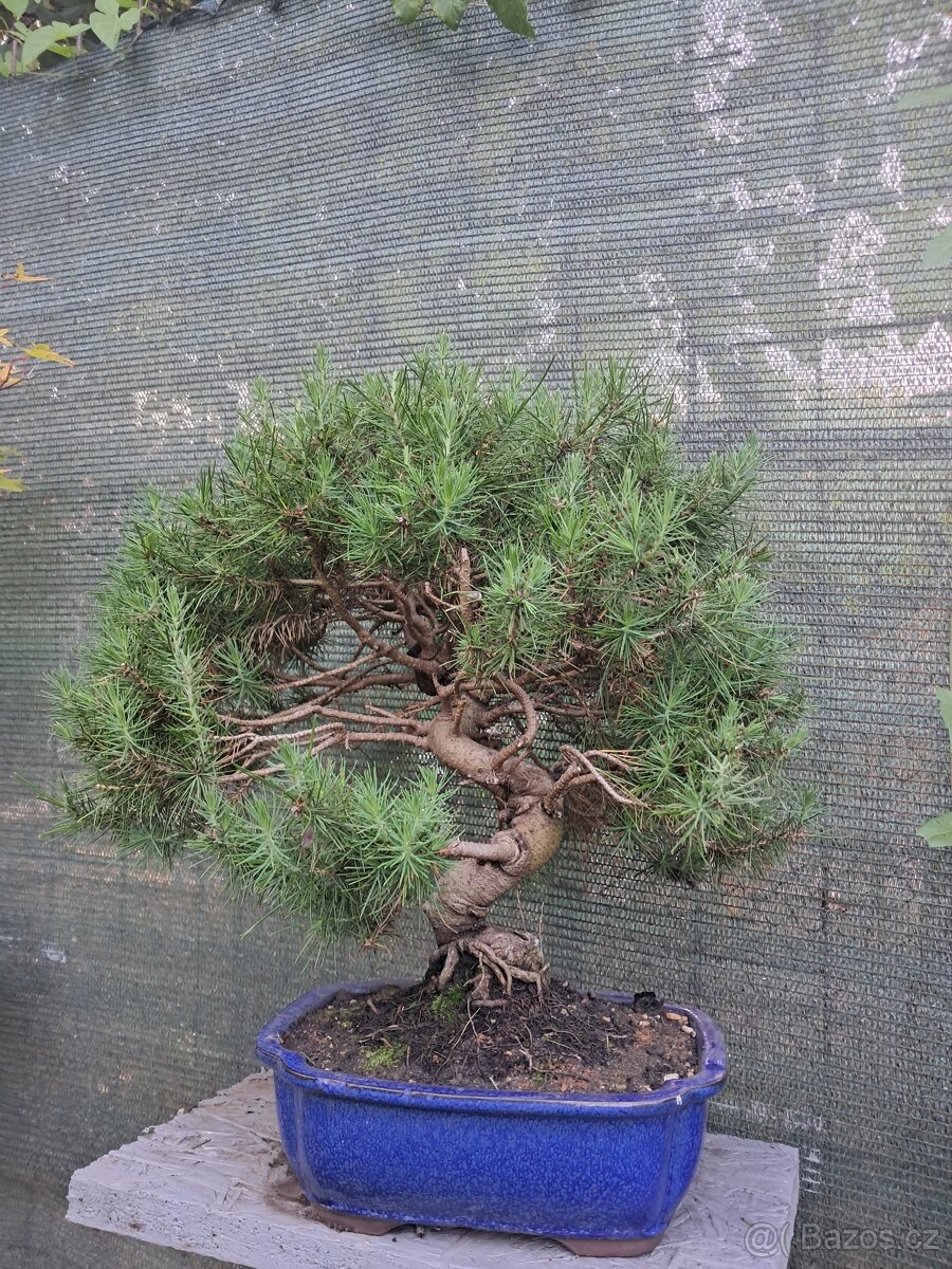 Bonsaj,bonsai Borovice