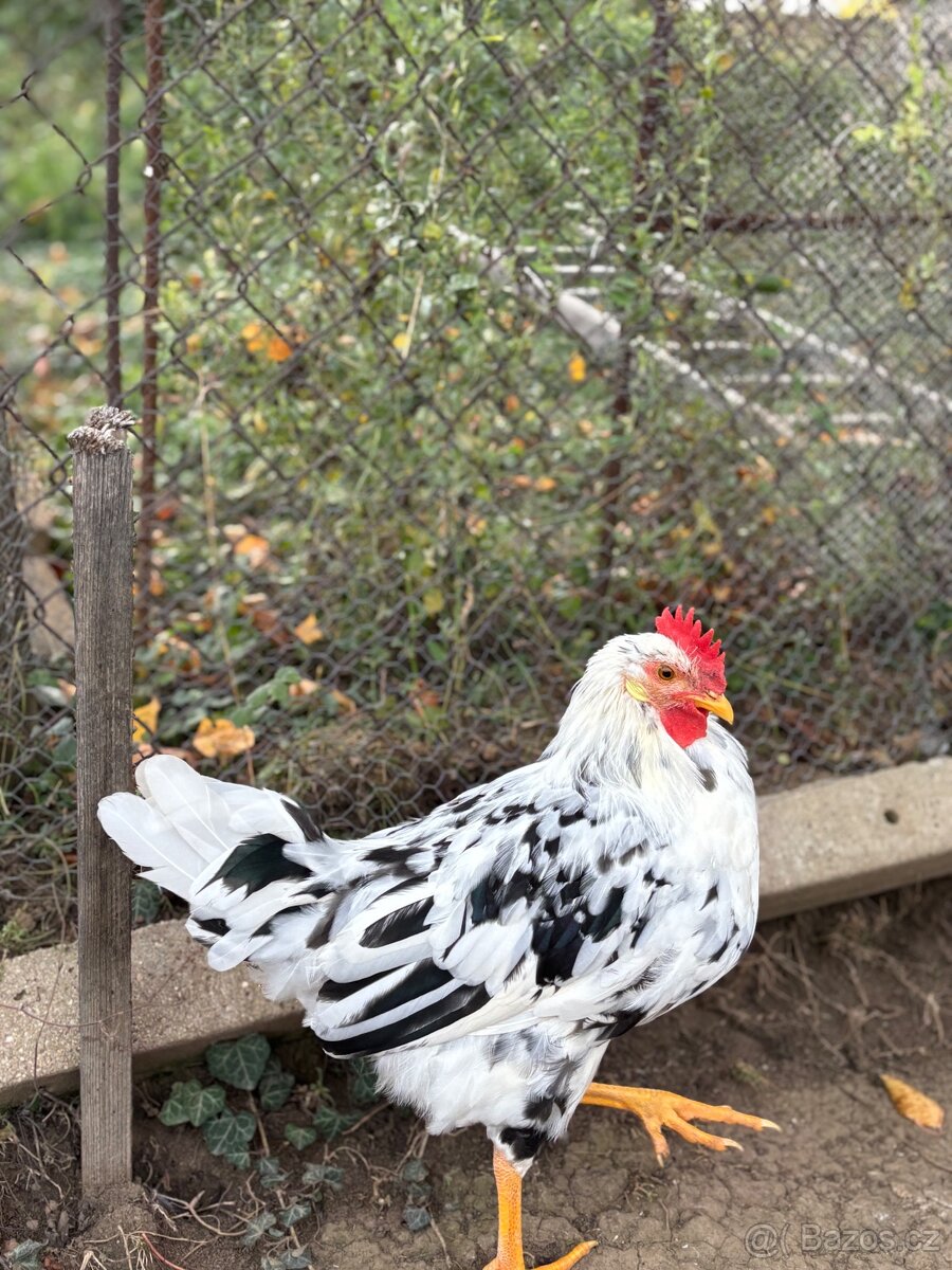 Kohouti vlaška exchequer