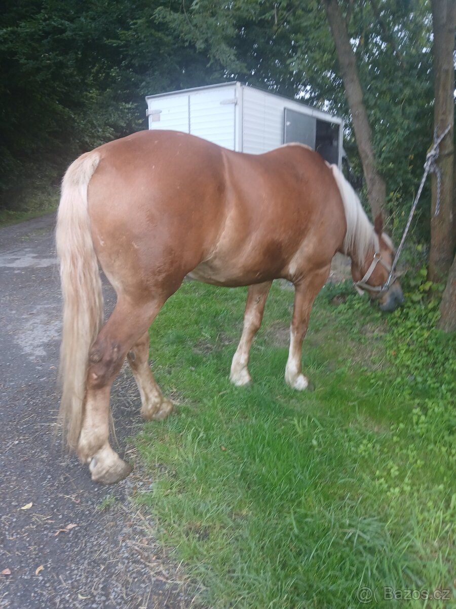 Valach slezsky norik