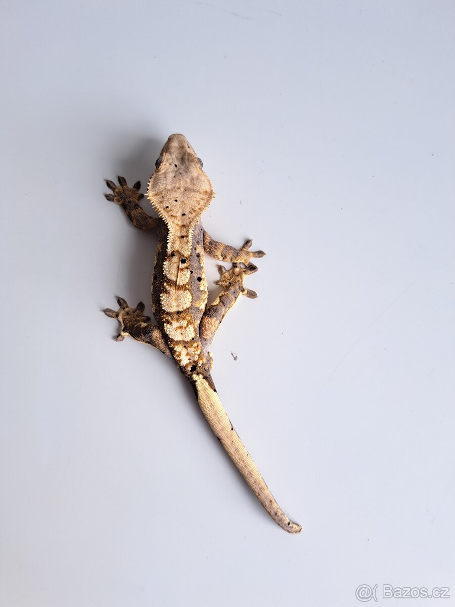 pagekon řasnatý samec.