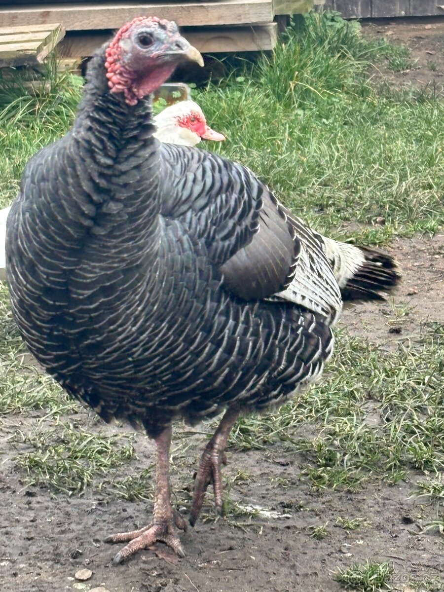 Krůty+ kachny+ kohouti