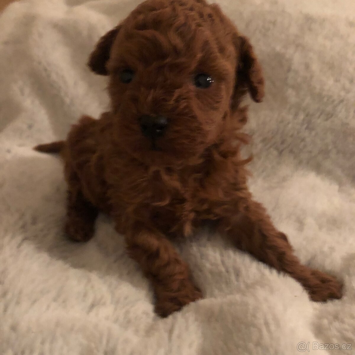 Toy pudl štěňátko s PP