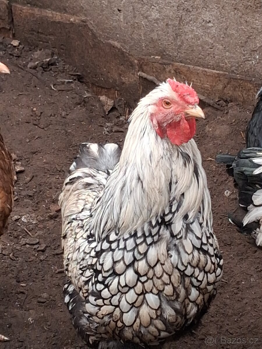 Wyandotka velká kohouti