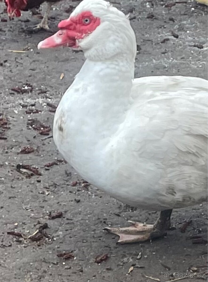 Kačer